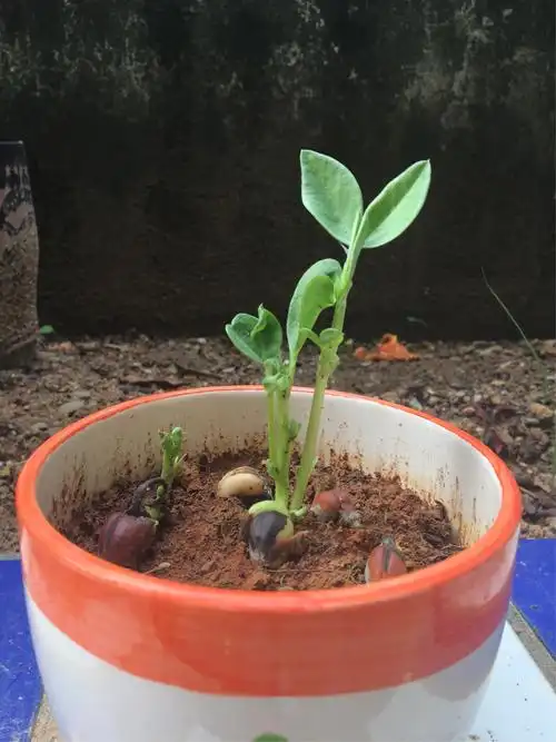 种植蚕豆苗 - 美篇