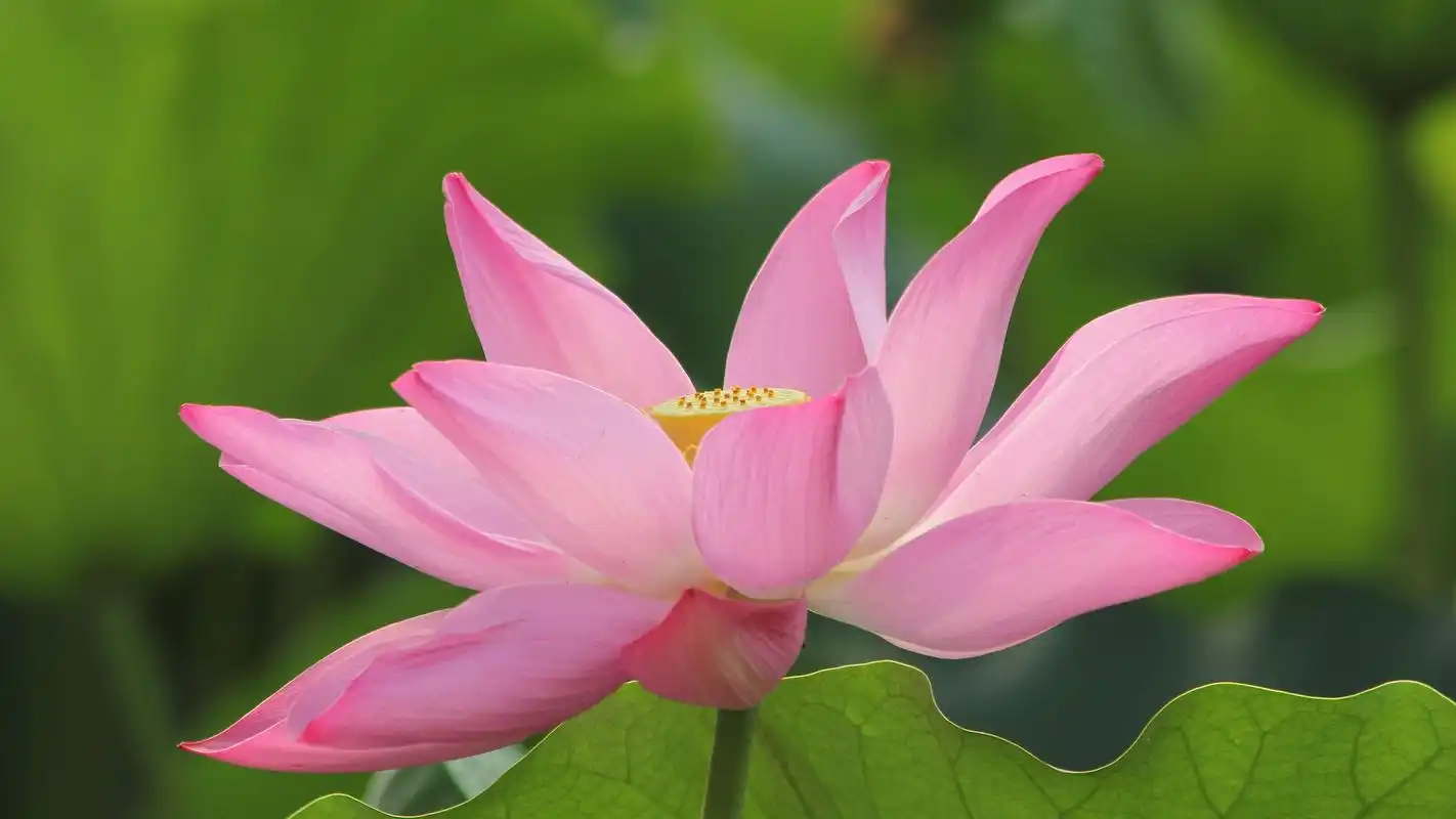 淡雅的荷花图片高清宽屏桌面壁纸