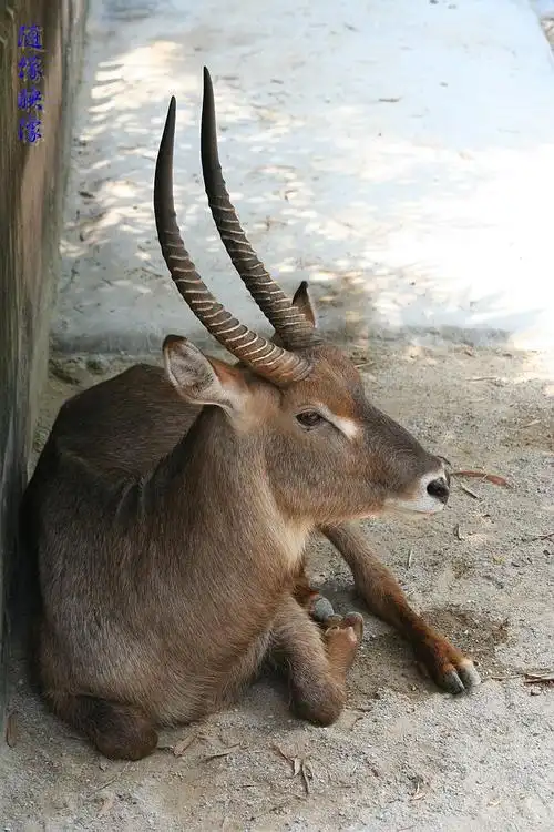 各式各样的羚羊【原创】