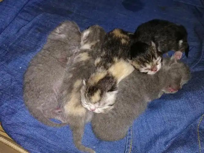 我家猫咪生了五只混血儿(蓝猫 加菲)
