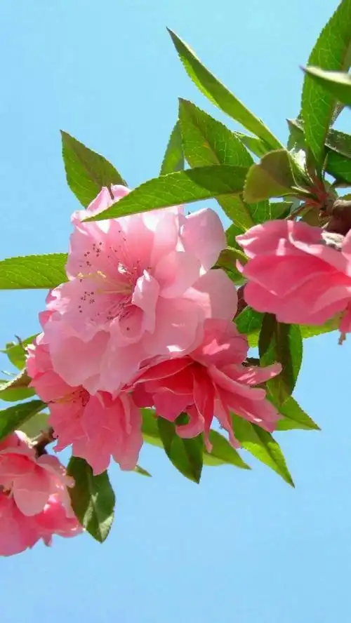 旺桃花运的小魔法