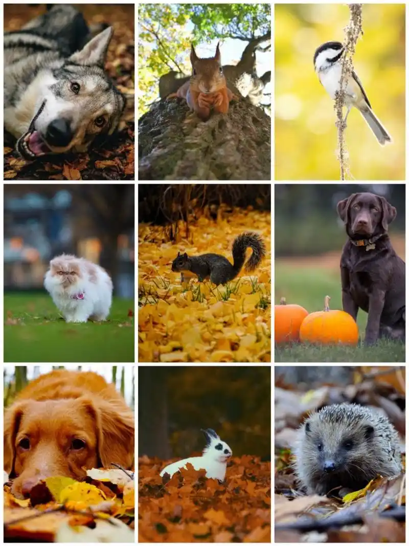 低头找秋天|秋日的动物们 来组秋天的小动物吧,就问你可不可爱