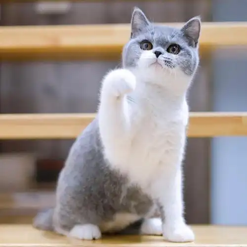 我家宠物好可爱  #贵阳猫舍  #英短蓝白  #英国短毛猫#蝙蝠侠  #英