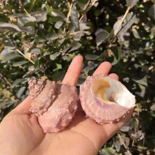 天然贝壳海螺粉色塔彩色寄居替换房子鱼缸水族海螺
