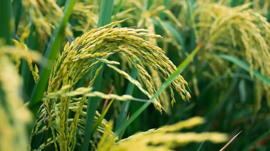 唯美稻香水稻高清桌面壁纸