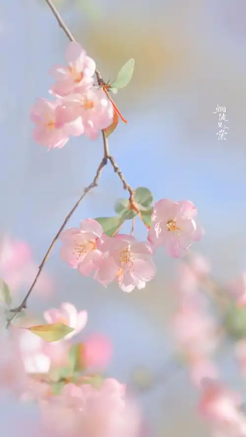 「垂丝海棠」喜欢带花苞的垂丝海棠,像坠下来的小圆糖96@烟波棠的