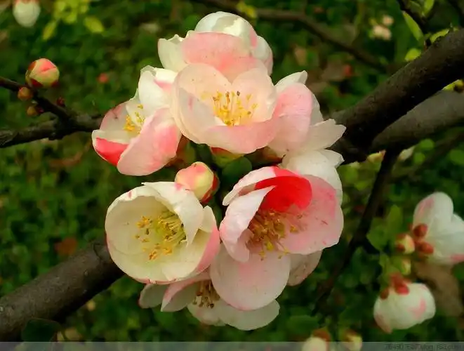 东洋锦-海棠品种1【原摄】 - 深涧幽草 - 764507627 的博客