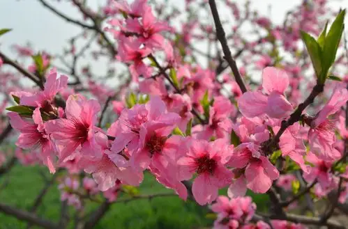 【图片6】新手拍桃花 直出片 没有后期--蜂鸟论坛照片套图