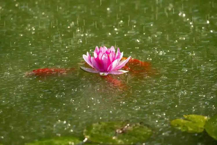 2020年8月23日早上拍荷花塘的睡莲花和锦鲤鱼共舞!