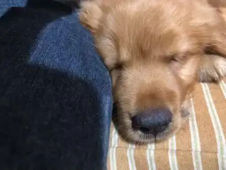 小狗干呕咳嗽像卡东西了,发出咔咔声,睡觉呼吸声大,拉稀,精神状态差