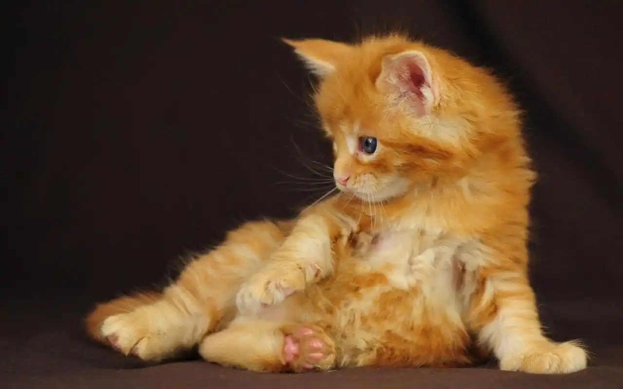 呆萌喵星人可爱搞怪生活照桌面壁纸