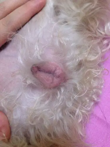 母狗2岁贵宾 今年2月份做的绝育手术 子宫卵巢都拿了 最近这两天桃子