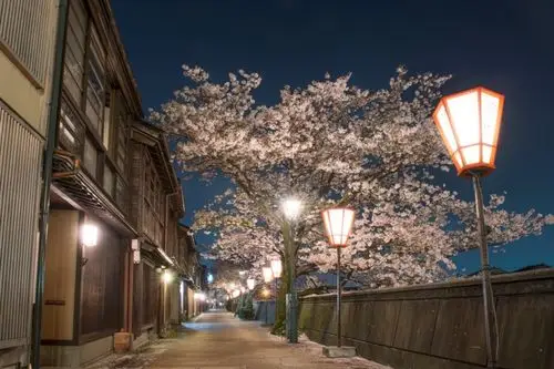 到樱花盛开的老街散步去!精选三大古色古香「春樱绝景」|绝景日本