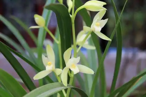 兰花没有牡丹那样荣华富贵,却平添了一丝高贵