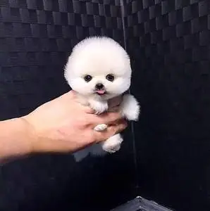 可爱长不大博美幼犬 茶杯杯子小型犬宠物小狗狗活体博美犬袖珍犬