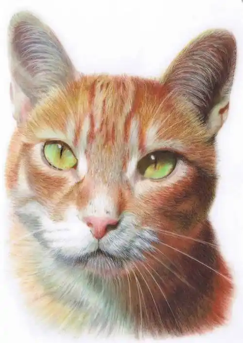 超写实彩铅画美国女性画家karen hull把动物画活的!