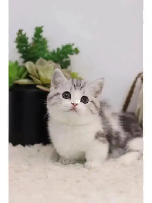 但不知道怎么选 梦想就是拥有粘人的小猫#猫  #美短  #英短银渐层