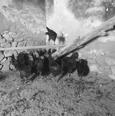 南安水头镇一村民家中的"五黑鸡"互啄 毛被啄光半月长齐