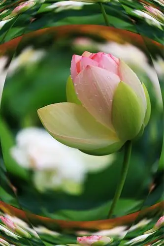 莲之韵 写美篇《来生愿做一朵莲》 来生愿做一朵莲 静静盛开在佛前 出