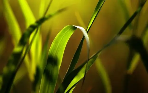 描述: 草绿色微距阳光-高品质高清壁纸 当前壁纸尺寸: 1920 x 1200