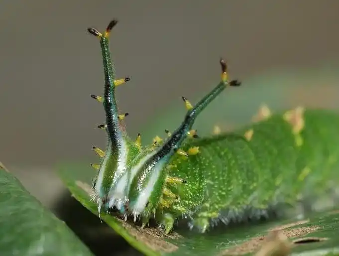 黑脉蛱蝶幼虫黑脉蛱蝶的虫宝顶着1对绿色带分叉的"龙角",圆润的角端像