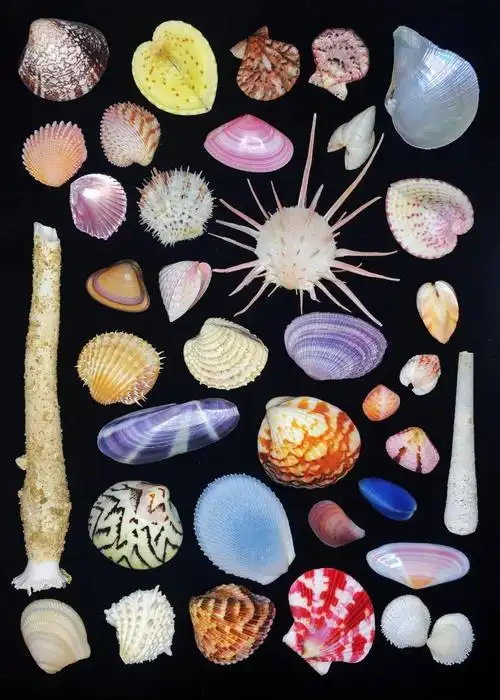 85后小伙痴迷贝壳拍的贝壳90你没见过曝光后令无数人疯狂世界美学巅峰