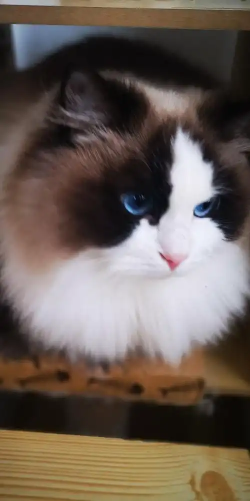 布偶猫 - 堆糖,美图壁纸兴趣社区