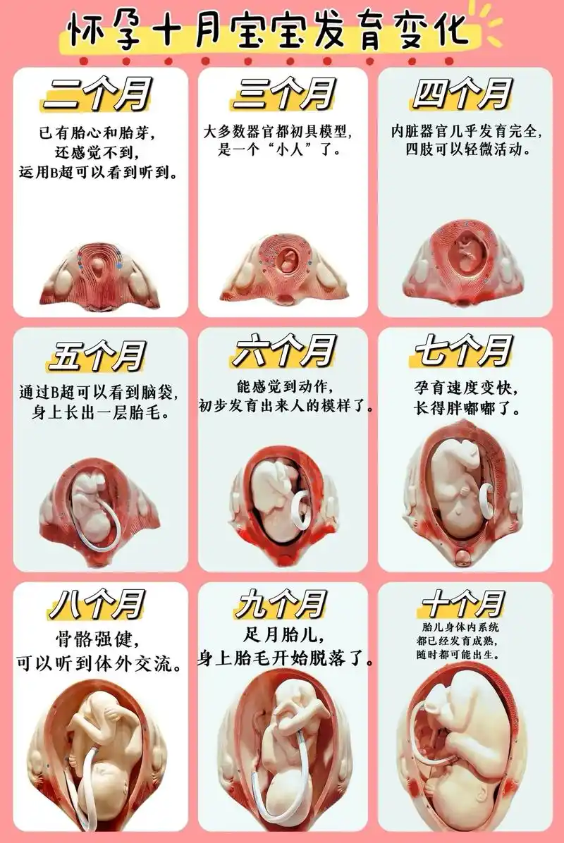 科技馆科普胎儿每月在子宫发育变化.#创作灵感 #怀孕 #科普 - 抖音