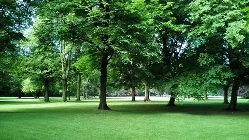 森林,公园,自然,树木,景观,草甸