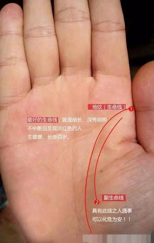 生命线向月丘分叉