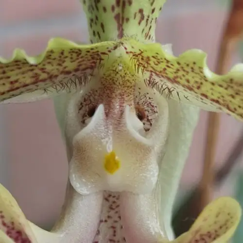 小叶兜兰艳丽姿美