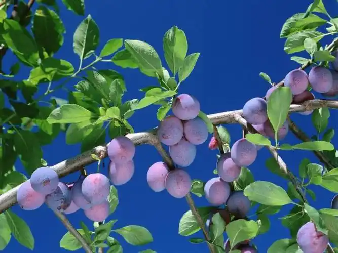 乌梅提取物 代加工乌梅 oem固体饮料 液体饮品