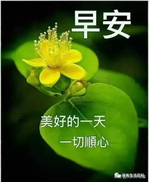 原创正月二十六清晨群发早上好漂亮表情祝福美图致早安的漂亮鲜花图片