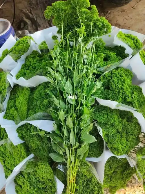 夕雾草花语和寓意是热烈想念,一往情深.