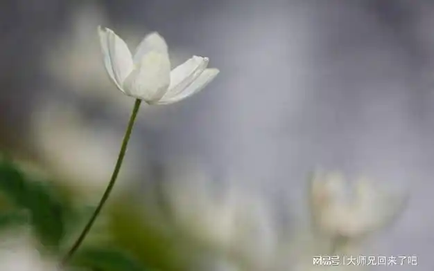 守住内心宁静笑看云淡风轻