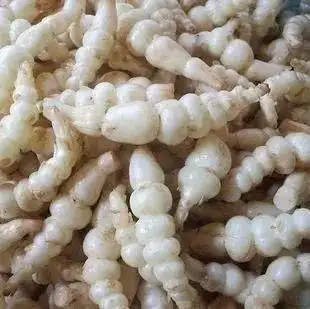 提个醒见到此野菜一定要拔回家好处不请自来作用非常大