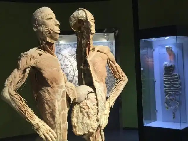 无论动物还是人体,这些标本大多直接暴露在空气中,没有泡在玻璃罐子