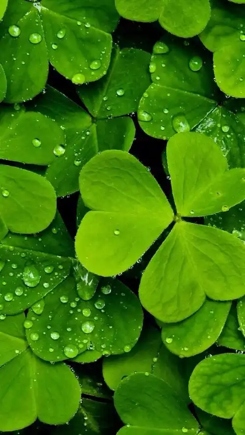 清新绿叶水珠h5背景