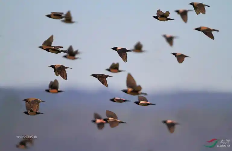 一群粉红椋鸟从眼前飞过