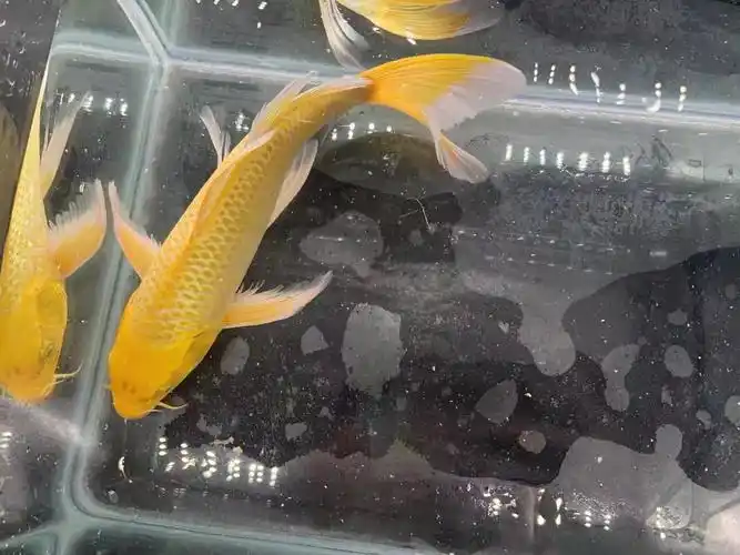 大号黄金龙凤长尾纯种锦鲤金鱼活鱼冷水淡水观赏鱼耐活招财风水鱼