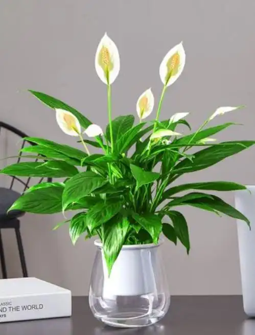 一帆风顺的花语为事业有成,一帆风顺,美好,高洁,贤德,热烈,友谊,自信