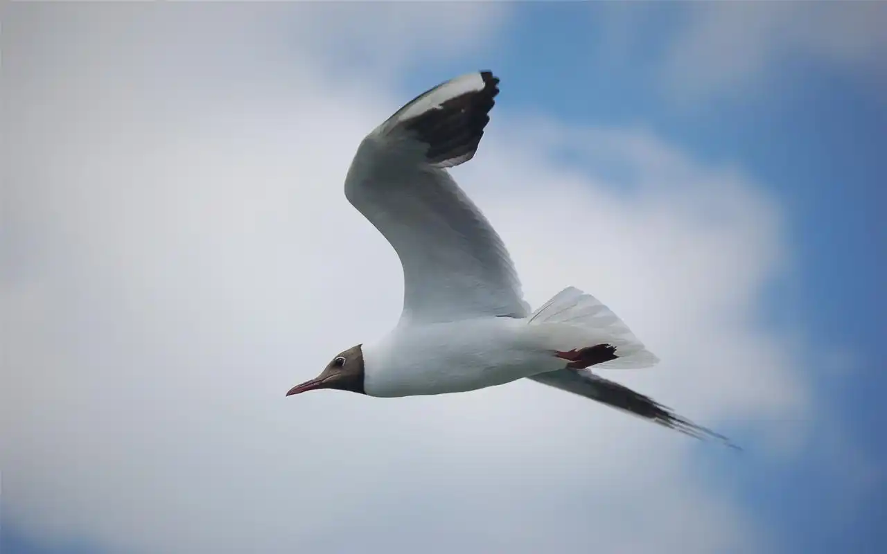 飞翔的海鸥高清桌面壁纸下载