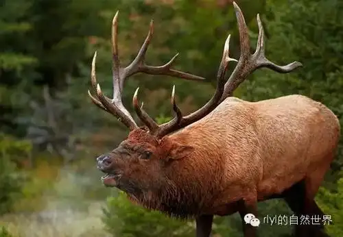rlyl物种说今日加拿大马鹿northamericanelk