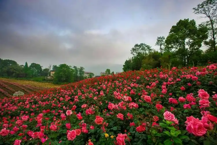 百万玫瑰梦幻花海