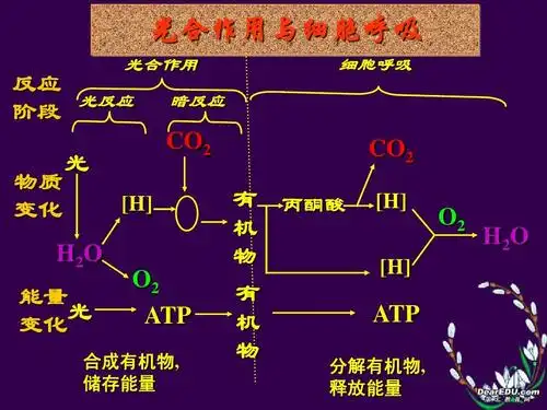光合作用与细胞呼吸课件 新课标 人教版 必修1ppt