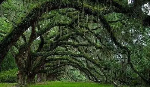 世界上最恐怖的吸血树吸血树吃人图片吸光血液致死