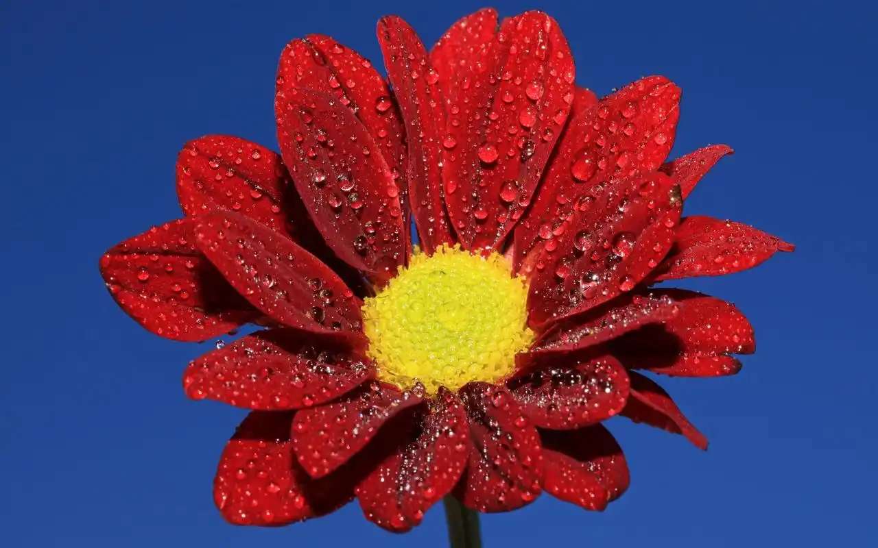 花卉唯美意境高清桌面壁纸