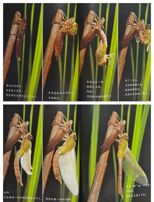 水虿的成长过程 "水虿"(chai),是蜻蜓幼虫的通称