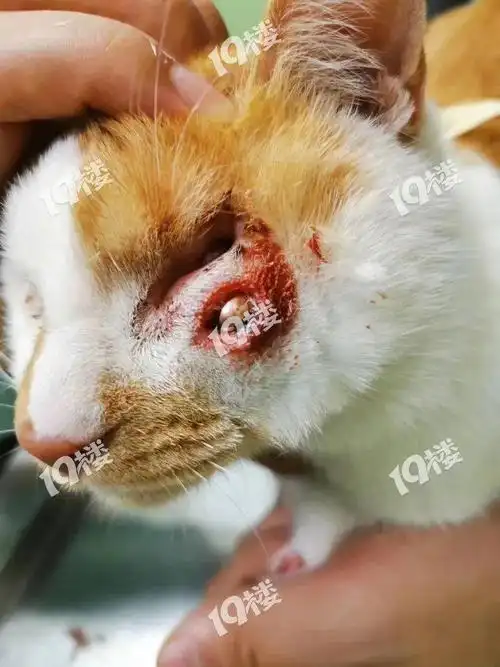 嘉兴某小区有人虐猫,钢珠直接在猫脸上打出一个大洞!