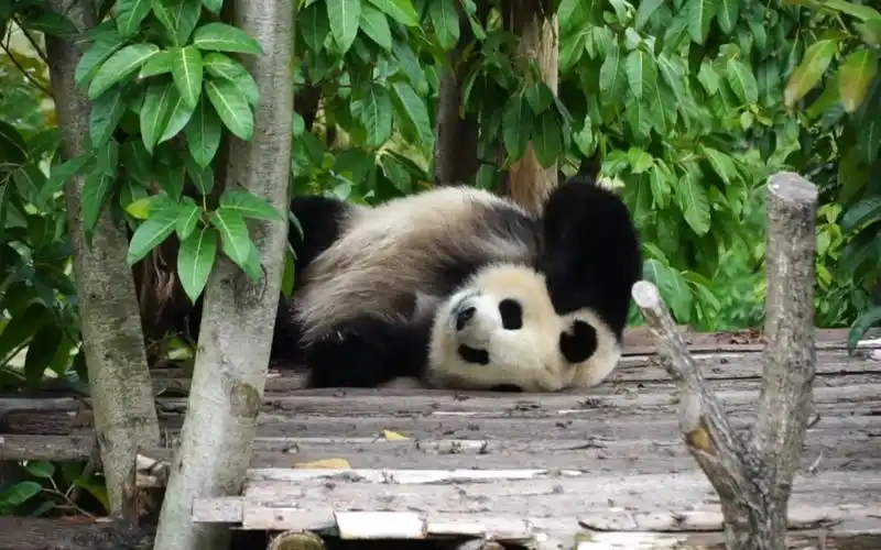 淼淼:翻来覆去睡不着呀